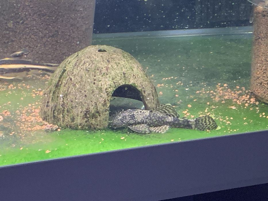 Zamienię Zbrojnika glonojada Ancitrus