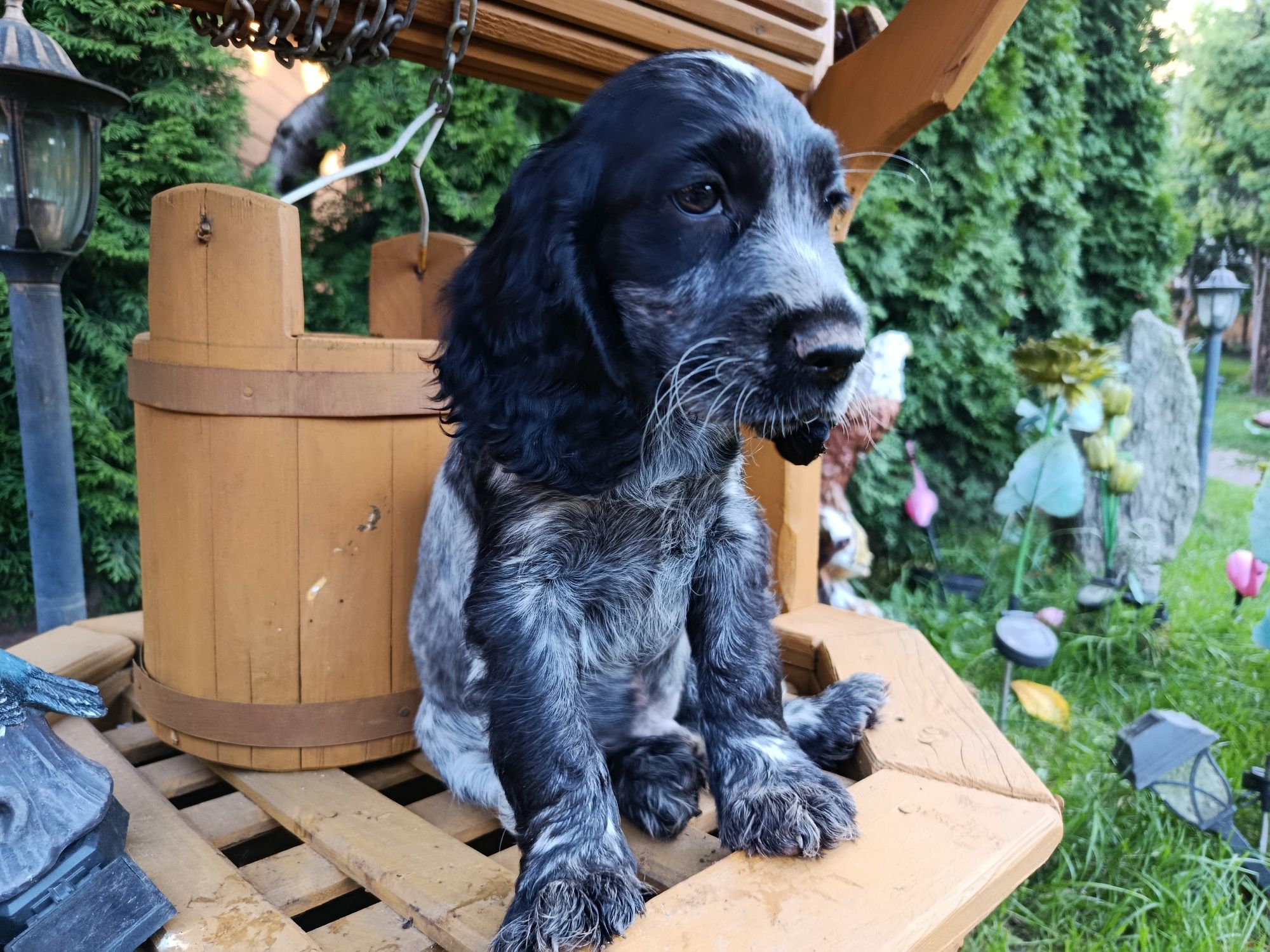 Cocker Spaniel angielski Piesek Rodowód