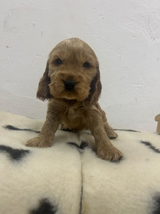 Cocker spaniel angielski