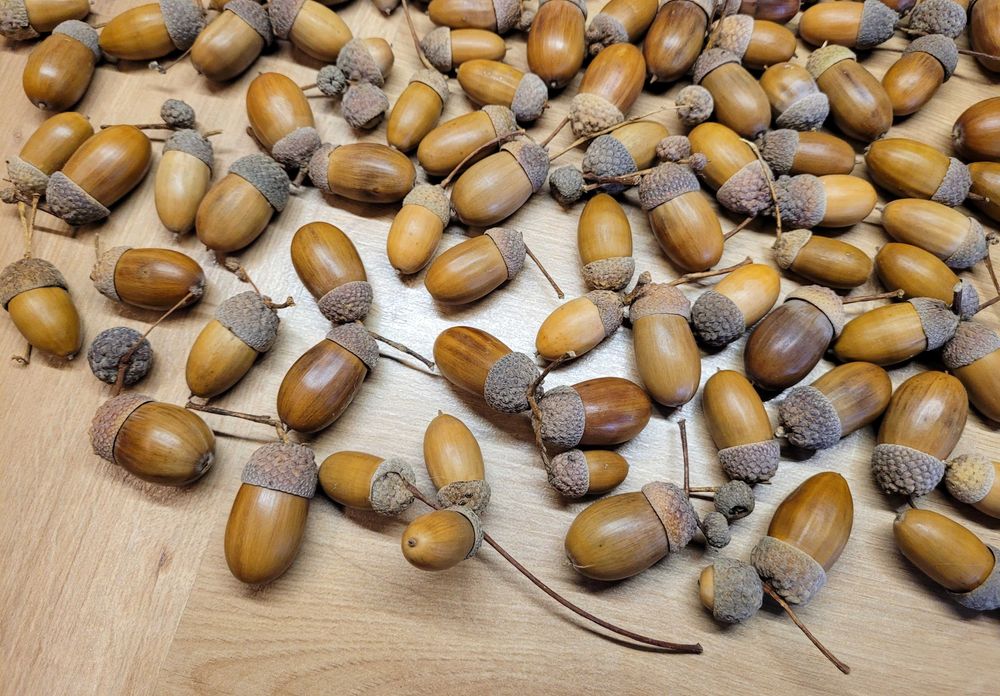 dodatki jesienne do szkoły / przedszkola kasztany ze skórką