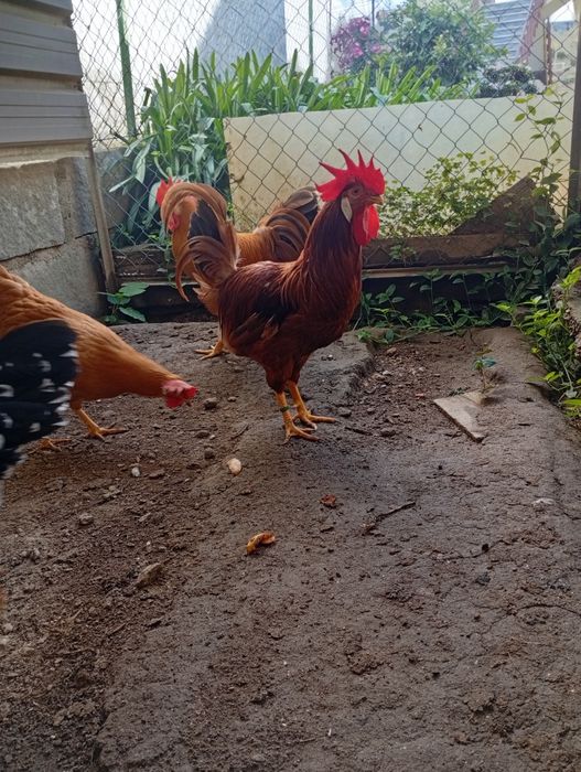 Galo Leghorn italiana red