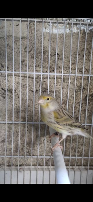 Vendo ou troco fêmea Ágata 2025