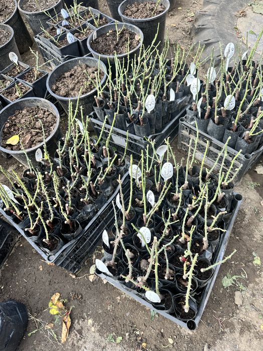 Саженцы роз, опт/розница, более 210 сортов