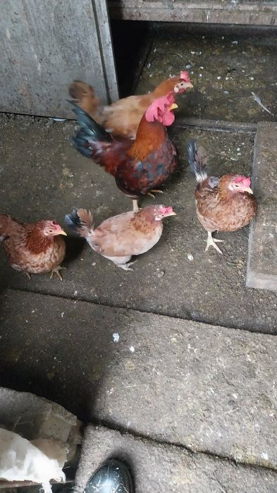 Vendo galinhas na maioria todas novas