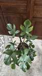 Filodendron Squamiferum