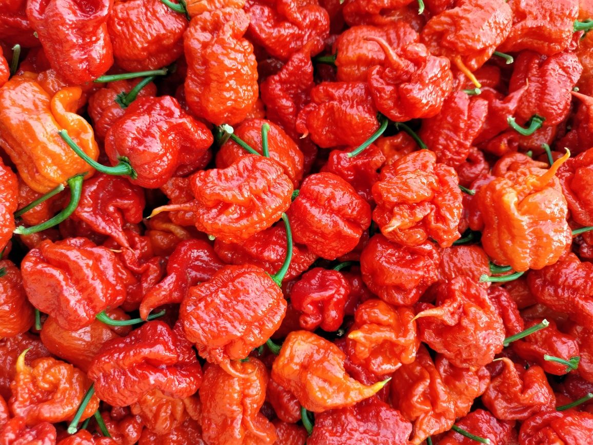 Carolina Reaper 10g suszona bardzo ostra papryka