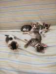 Gatinhos para doar