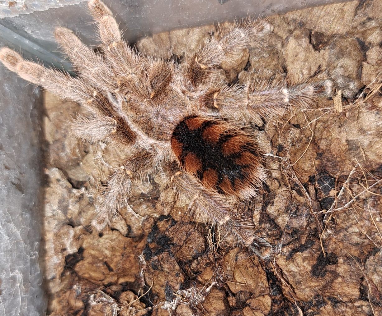 Avicularia Minatrix - dorosła samica