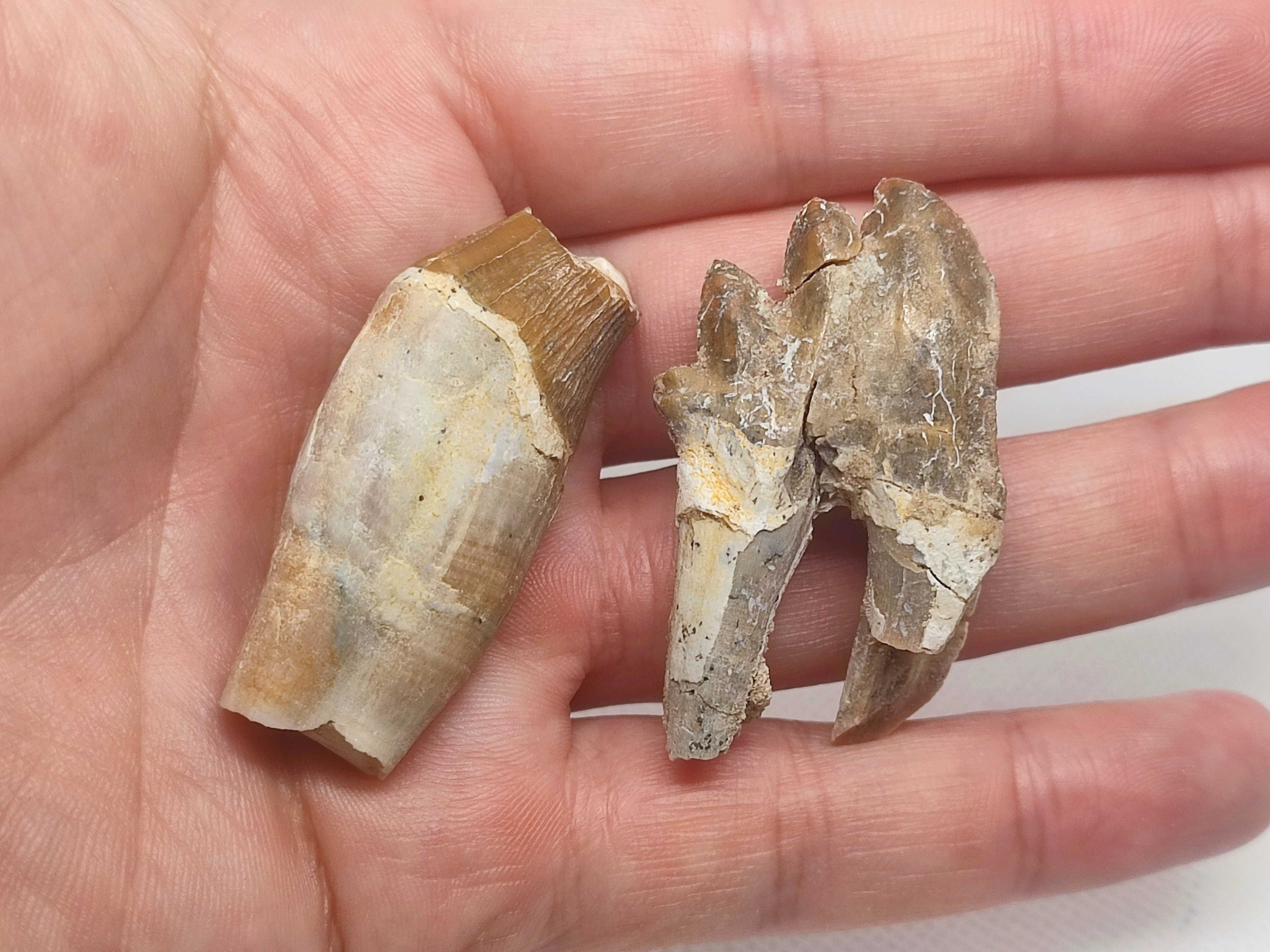 Fósseis dentes de Basilossauro