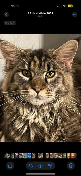maine coon disponivel para entrega imediata.