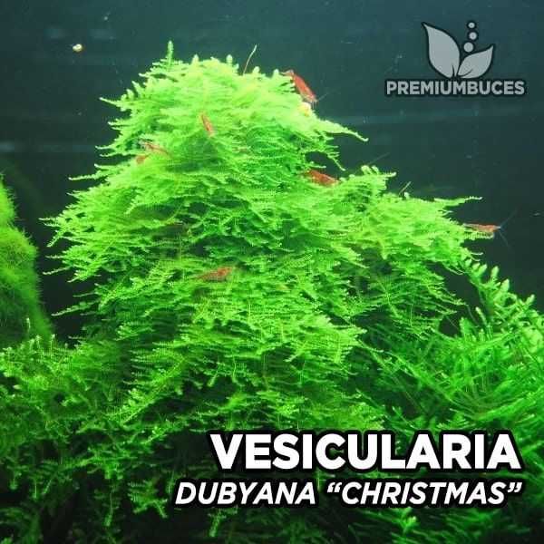 Musgo Christmas Moss – Planta aquática