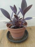 Planta de Coração Roxo (Purple Heart)
