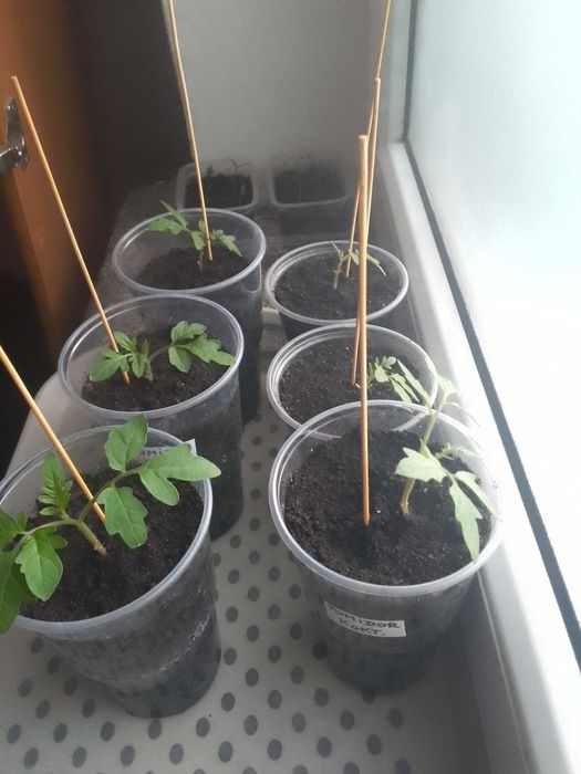 Sadzonki pomidora koktajlowego