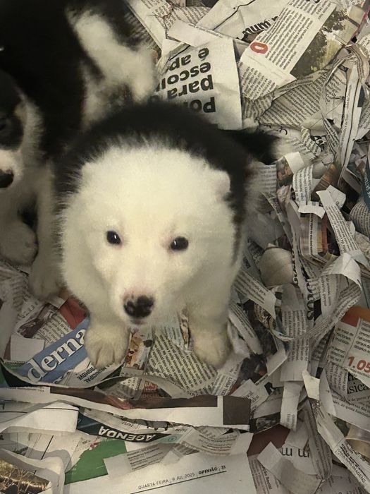 Menina border collie
