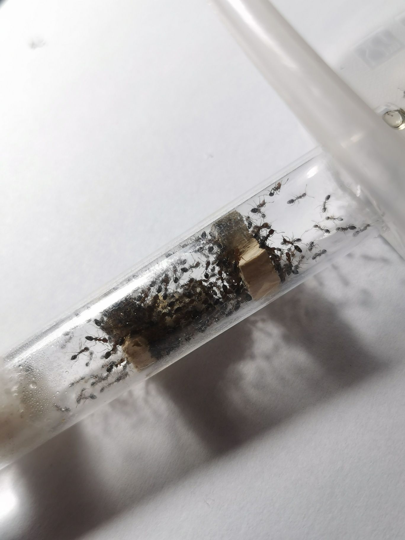 Monomorium subactum 1Q+ 100w