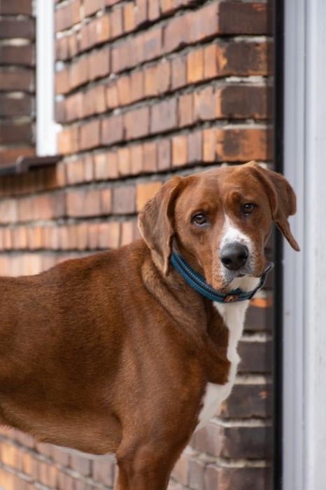 Cudowny Braun szuka domku