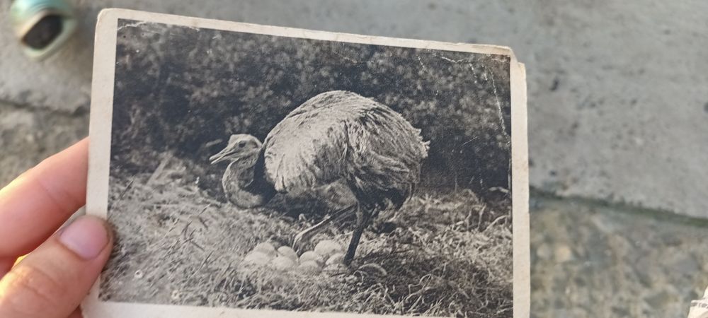 Почтовая карточка