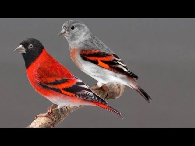 Cardinalito classico ancestral 2025