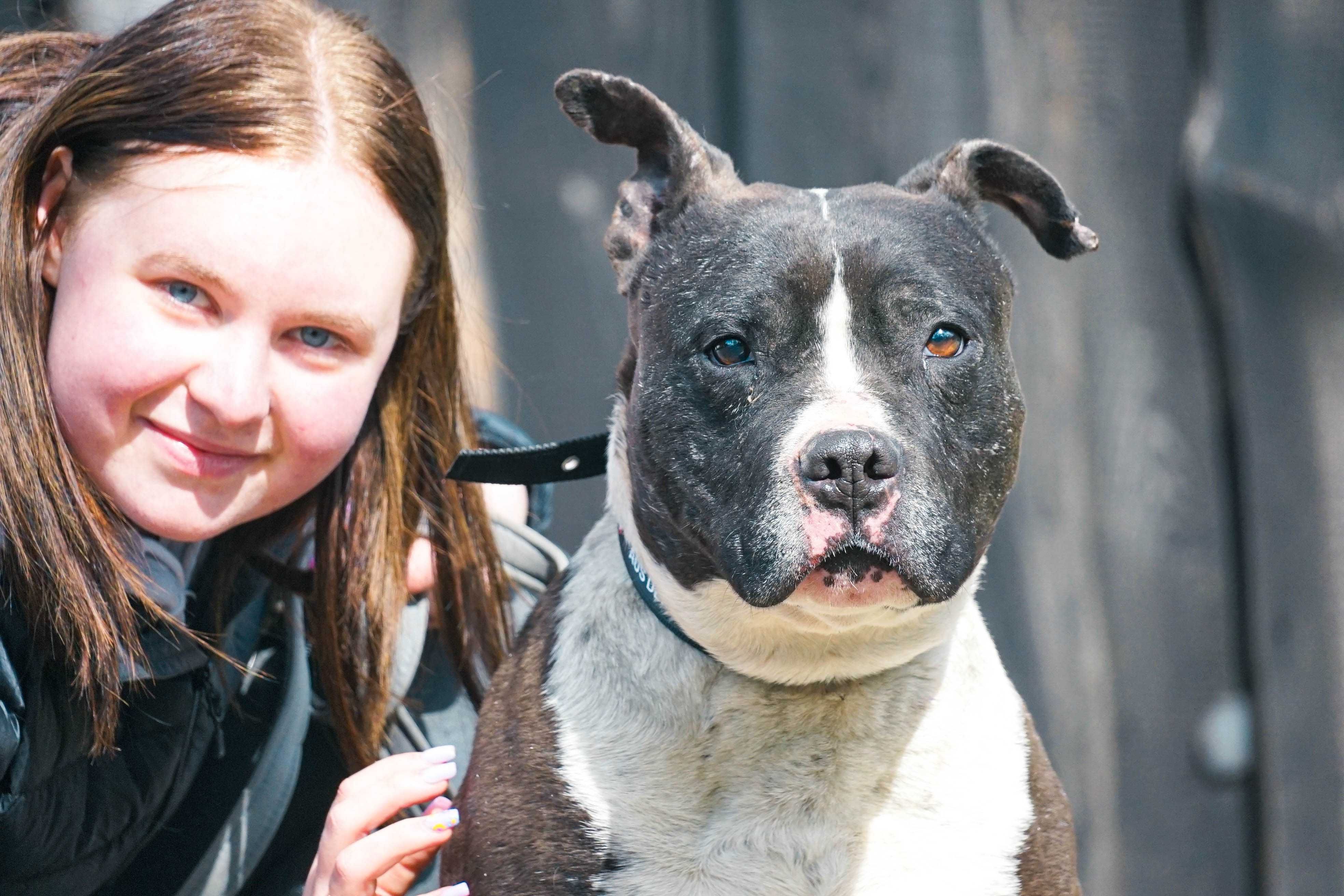KAKTUS - pies w typie amstaff szuka domu