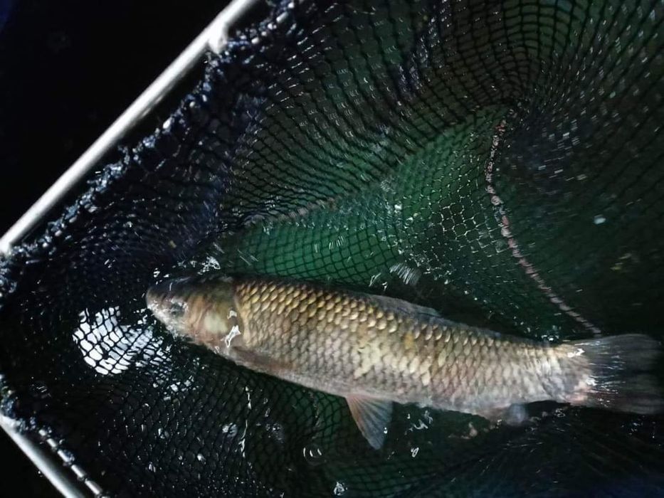 Karp amur szczupak pstrąg sum sandacz Jesiotr węgorz