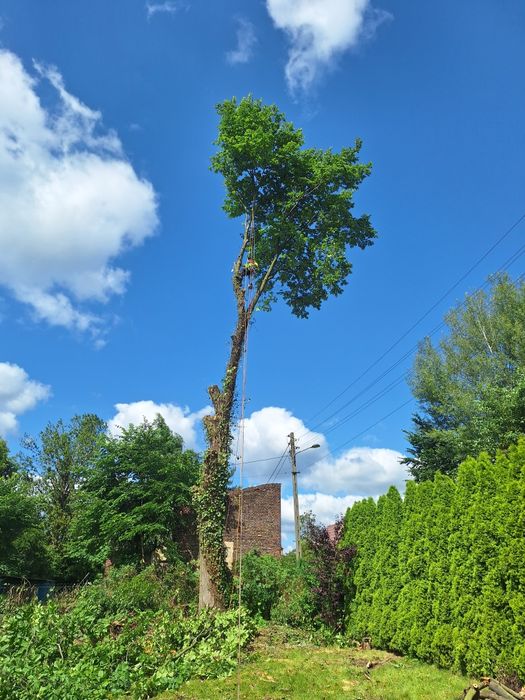 Wycinka podcinka drzew TRUDNYCH,