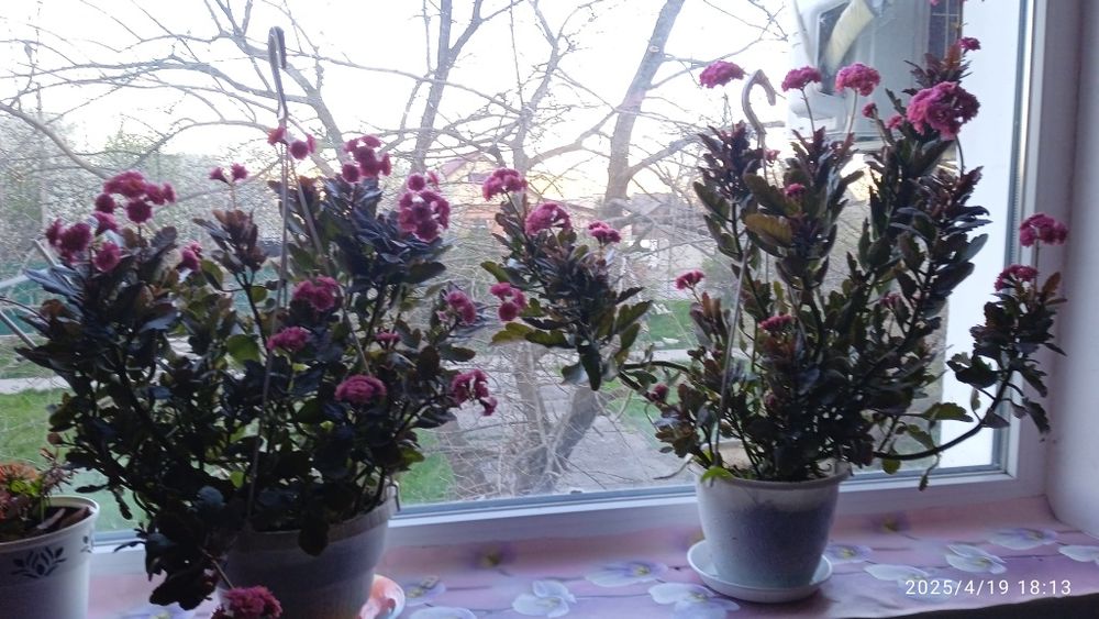 Каланхоэ цветущий