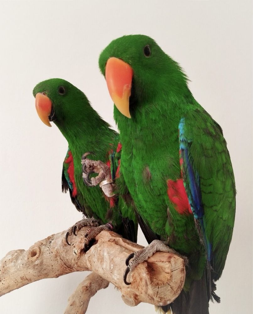 Эклектус попугаи ручные самцы , говорящие