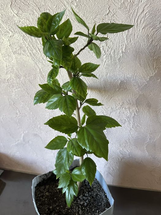 Гібіскус - китайська роза.