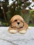 Suczka Lhasa Apso! Lepszy kuzyn Shih Tzu!