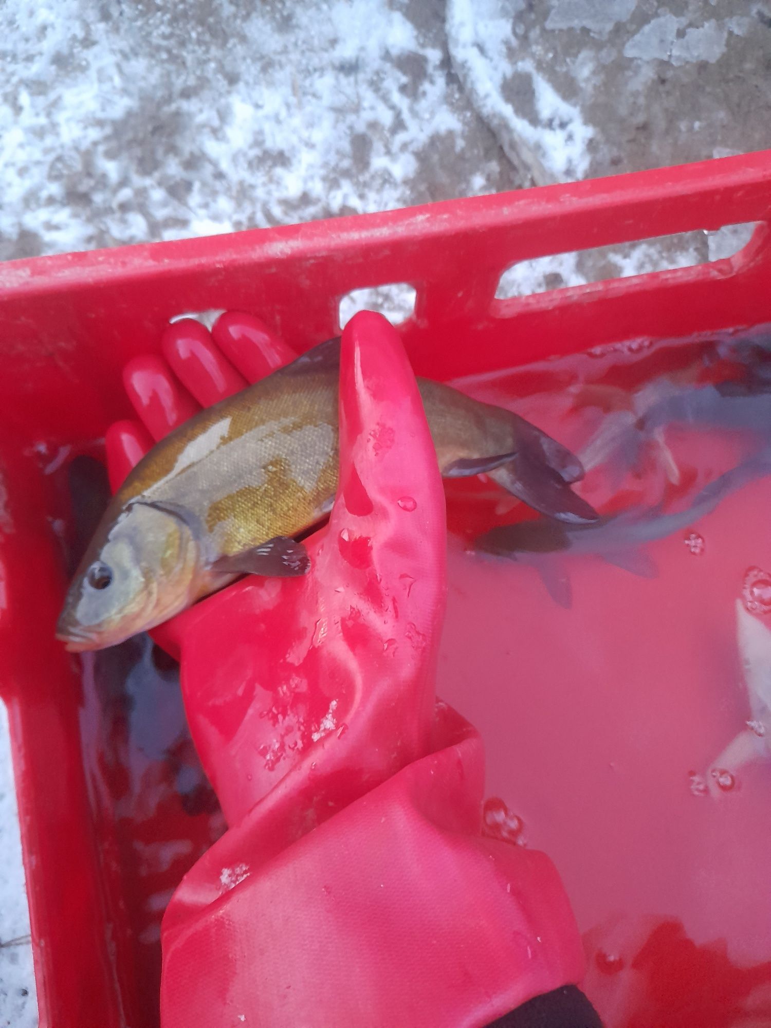 Ryby do oczka wodnego Jesiotr Karp Szczupak Lin Karaś koi,Karp Koi,Sum