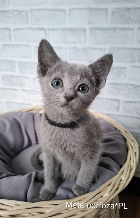 Kocurek rosyjski niebieski