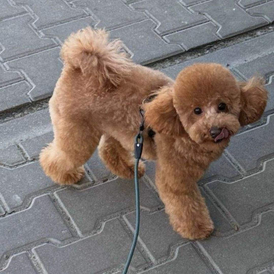 Pudel Toy Pudełek