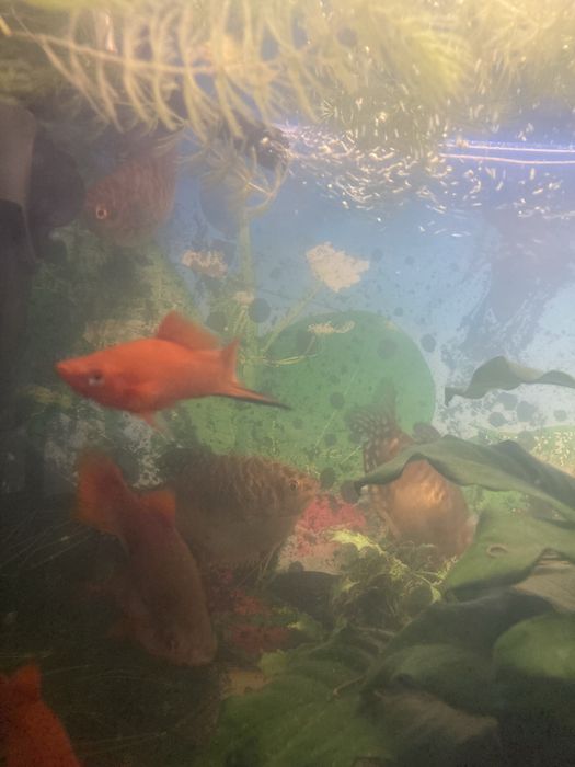 Mieczyki kolorowe i pomaranczowe