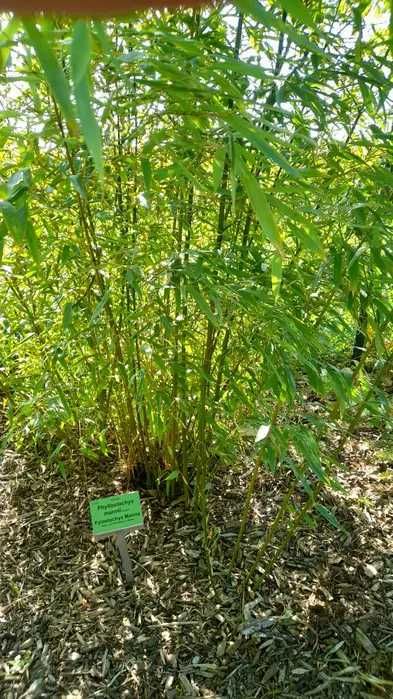 BAMBUS zimozielony 150cm sadzonka w doniczce mrozoodporny szybkorosnąc