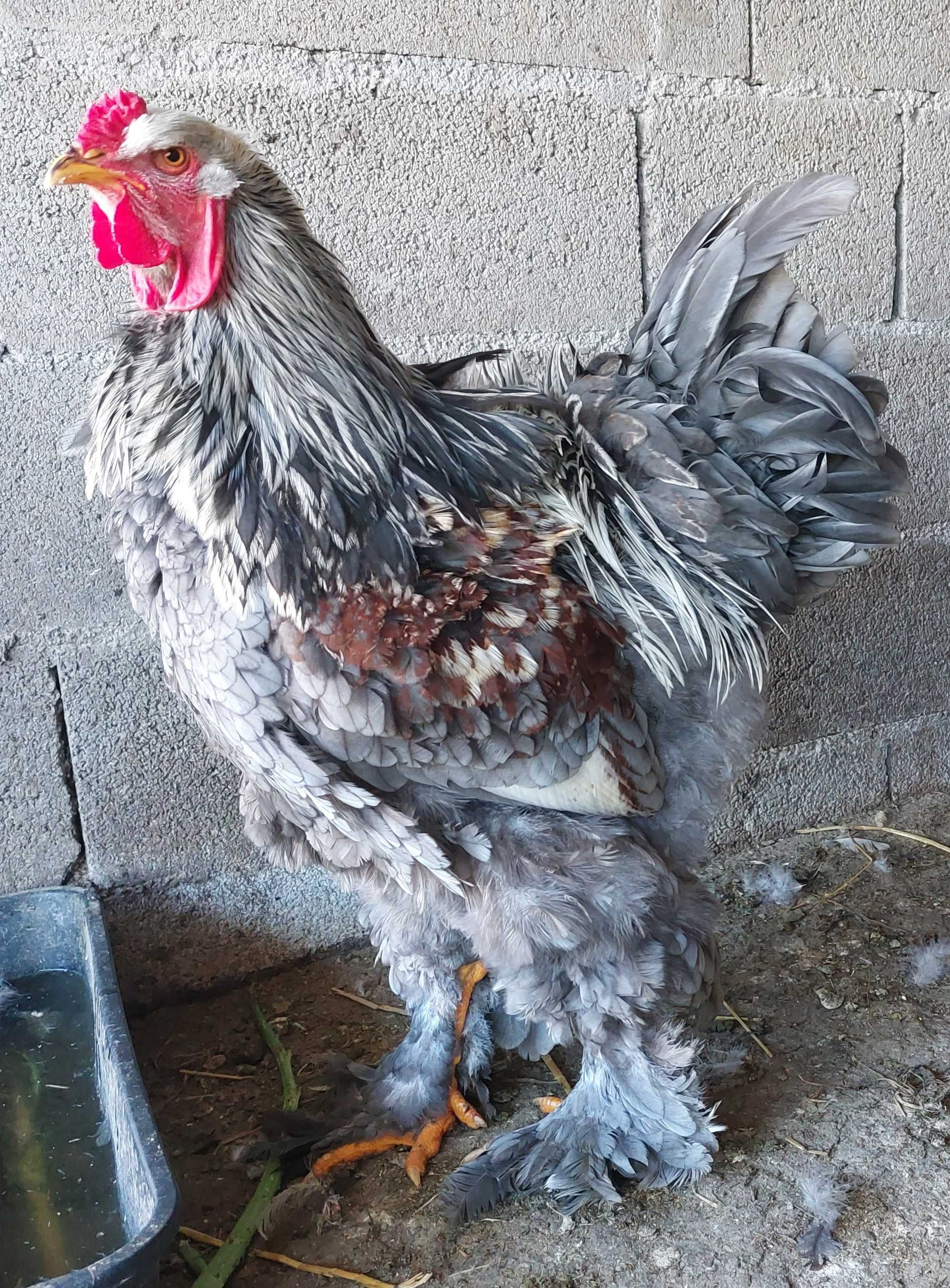 Ovos galados/ férteis de brahma BSO