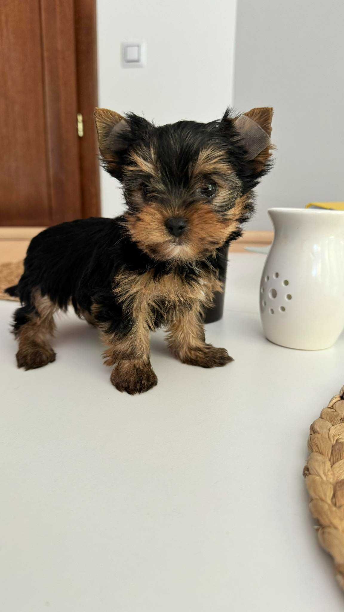 Chłopczyk Yorkshire Terrier Mini z Rodowodem