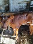 Продам майбутню корівку