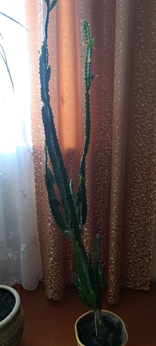 Еуфорбія тригона або молочай трикутний. Висота 155 см.