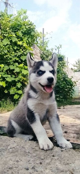 Чарівні цуценята Хаскі чекають на вас