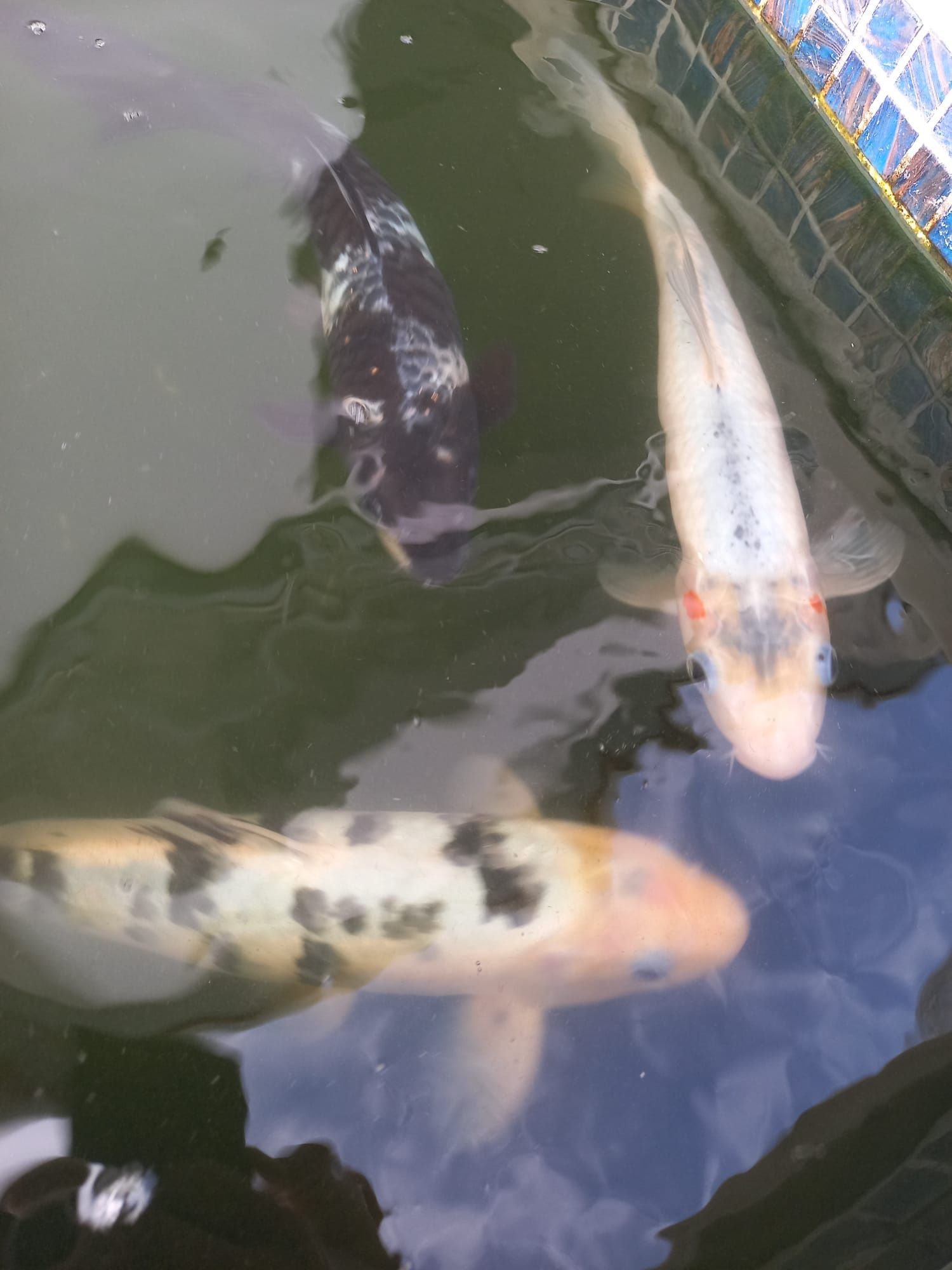 Peixes de Lagoa (5)