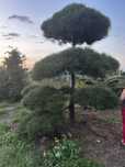 Bonsai-Niwaki formowane sosna cis jałowiec. Laurowiśnia jodła szmaragd