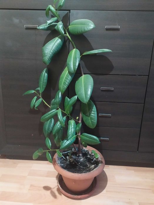 Фікус кімнатна рослина