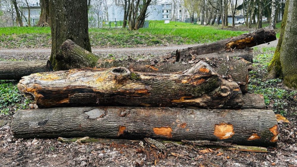 Drewno, drzewo w Snopkowie