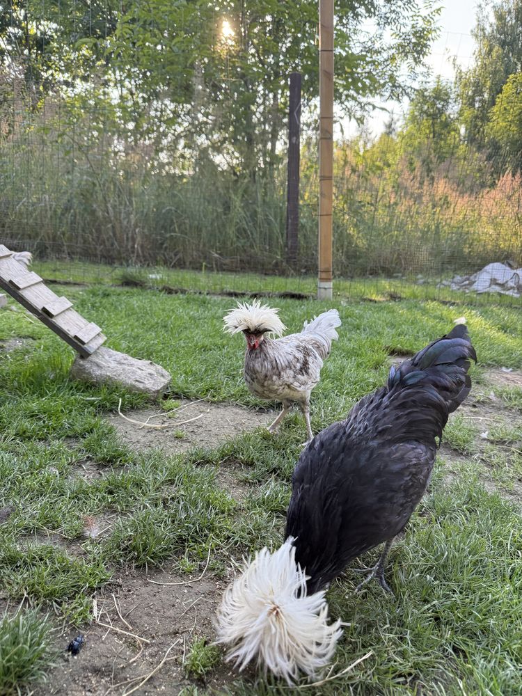 Sprzedam  2 koguciki młode czubatki holenderskie