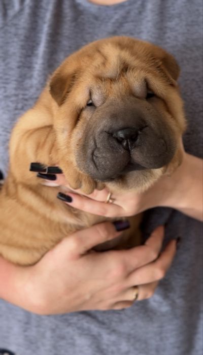 Цуценята породи Шарпей