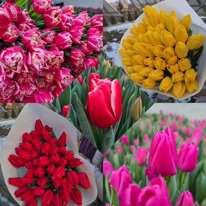 Цибулини (луковица) тюльпанів під вигонку до 8 березня.