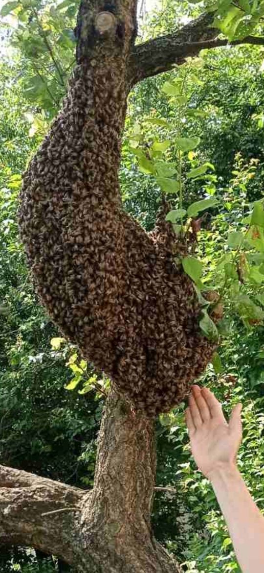 Пчелы пчелопакеты