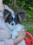 Spaniel kontynentalny miniaturowy Papillon piesek tricolor ZKwP FCI
