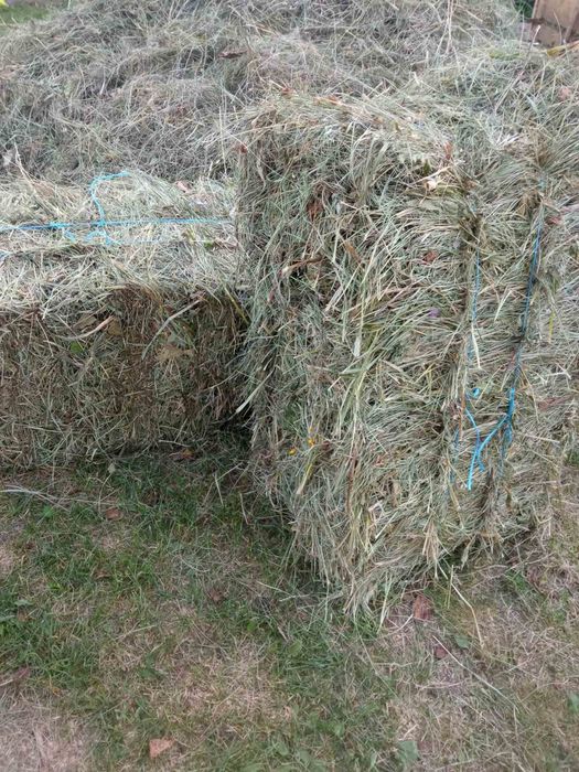 Сіно лугових трав. 2025 рік