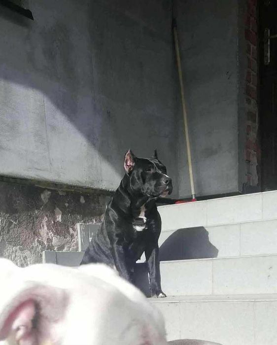 RASTA amstaff suczka adopcja suka pies